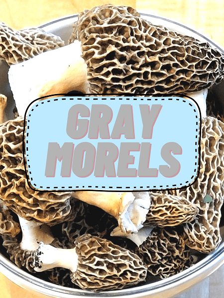Identifying Gray Morels