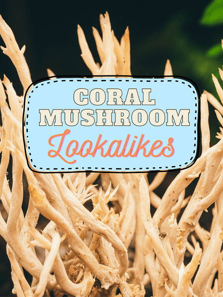 Coral Mushroom Poisonous Look-Alikes