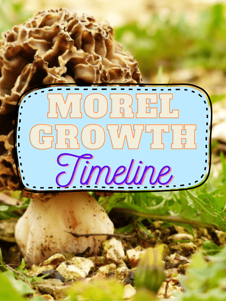 A Timeline On How Fast Do Morels Grow