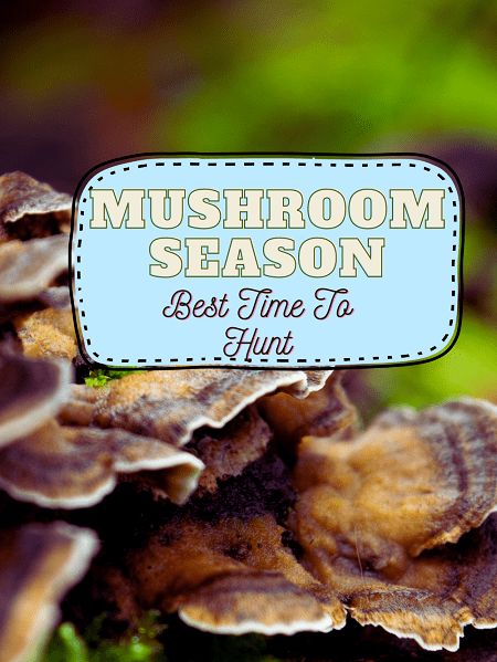 Mushroom Season: Best Time To Hunt Fungi