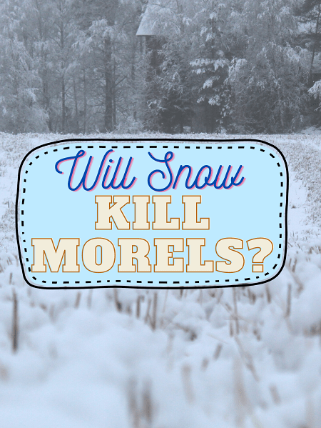 Will Snow Kill Morel Mushrooms: Expert Opinion