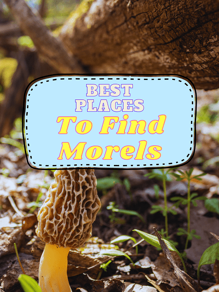 11 Best Places To Find Morel Mushrooms