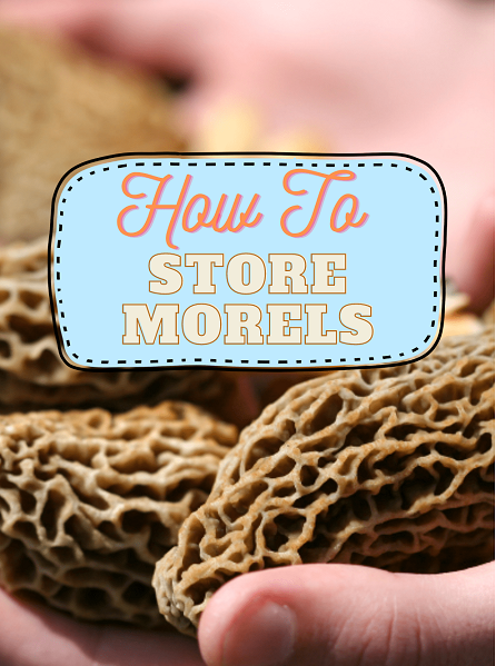 A Guide On How To Store Morel Mushrooms