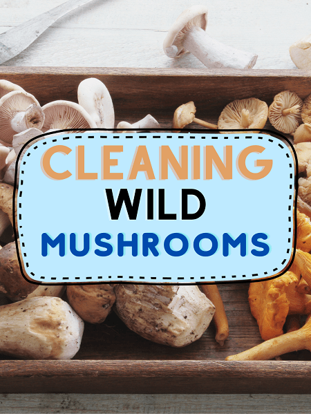 How To Clean Wild Mushrooms (And Storing)