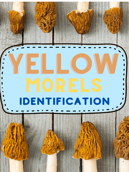 How To Identify Yellow Morel Mushrooms