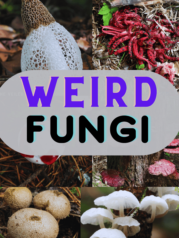 A List Of 11 Weird Mushrooms (Facts And Looks)